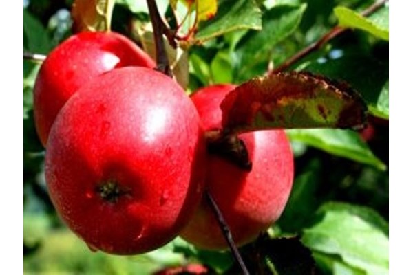 ضرر جبران ناپذیر در انتظار کشاورزان آذربایجان‌غربی/لزوم اجرایی شدن صادرات سیب