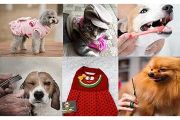 رونق خدمات لاکچری برای حیوانات خانگی نوکیسه‌های تهرانی/ از «لباس ولنتاین» و ساقدوش برای سگ تا «حمام لاکچری» و آرایش ویژه برای گربه! +عکس