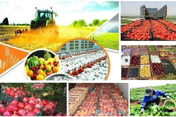 پیشرفت 100درصدی قم در بخش کشاورزی/تولید سالانه 750هزار تن محصولات کشاورزی در قم