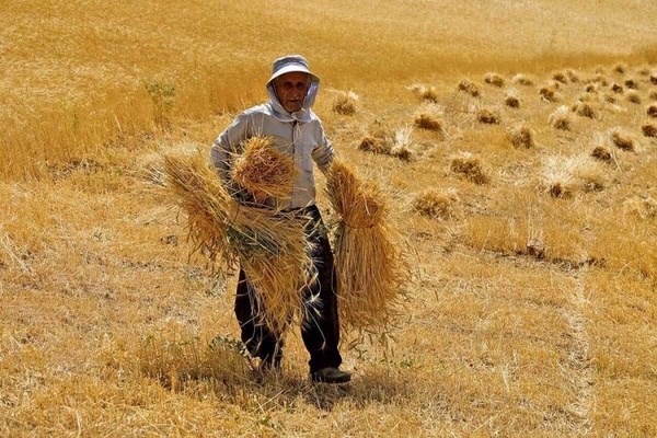 ۴۰ هزار میلیارد تومان از مطالبات گندمکاران پرداخت می‌شود