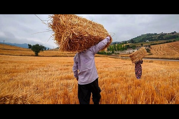 قالیباف: بدهی گندمکاران تا ۱۰ روز آینده پرداخت می‌شود 