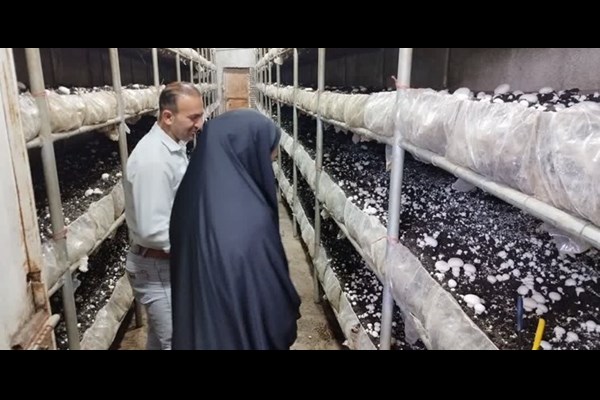 سامانه جستجوی شغل امروز رونمایی شد 